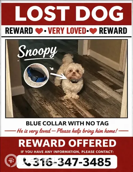 Lost male dog, George Washington Boulevard, Wichita - photo