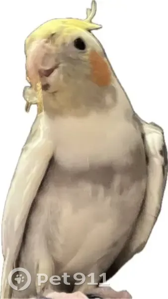 Lost male bird, Rosslyn Street, Yarra - yellow head and orange face - photo