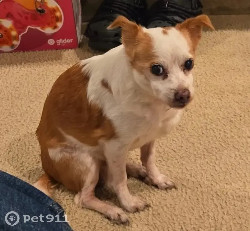 Lost male dog, Latham Drive, Dallas - small chihuahua mix terrier - photo