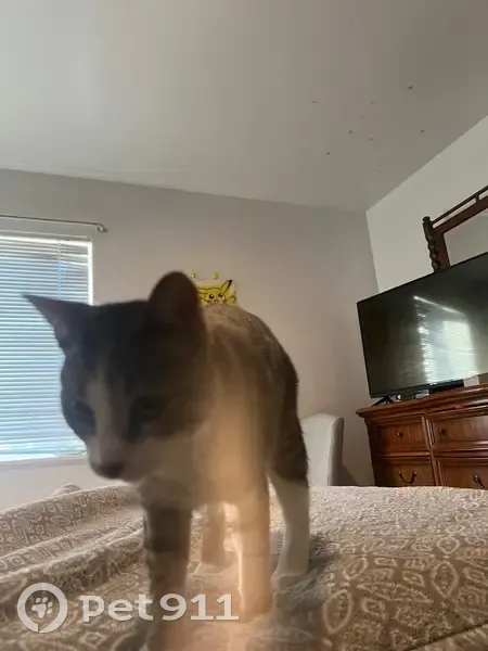 Lost male cat, 20th Street North, Arlington - tabby with a white belly - photo