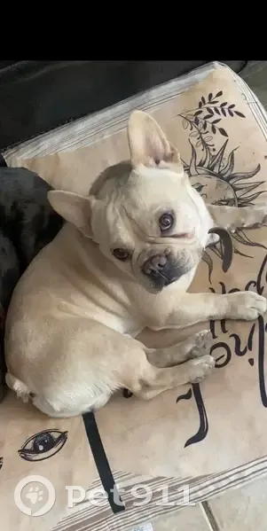 Lost male dog, Green Valley Ranch Boulevard, Denver - photo