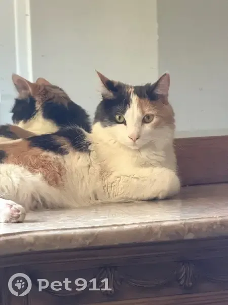 Lost female cat, Tempe, Arizona - calico, microchipped - photo