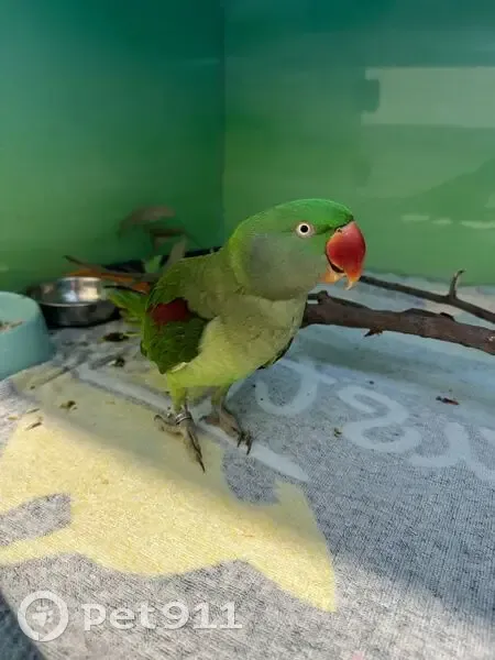 Found bird, Flemington, Melbourne - dark & light green with orange beak - photo