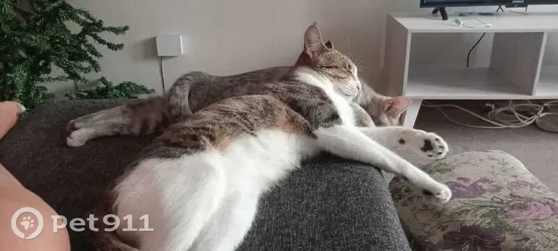 Lost female cat, Ryk Tulbach Street, Bloemfontein - shy with bruised eyes - photo