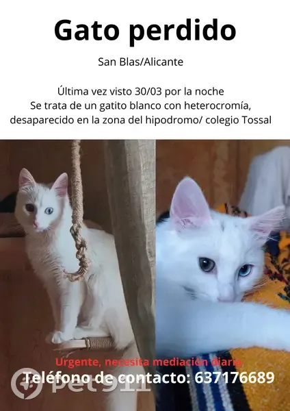 Perdido gato masculino, Calle Juanito Santero, 5, Alicante - color blanco con heterocromía - photo