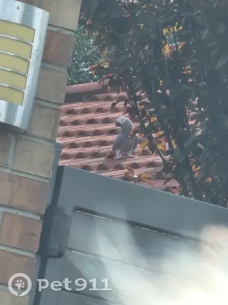 Lost female bird, Casey City, Devon Meadows - African grey with red tail - photo