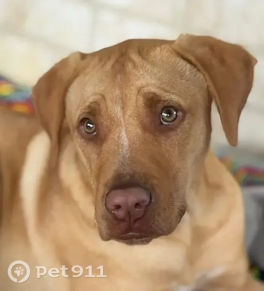 Lost female dog, Peter Street, Waterford - shar pei cross staffy - photo