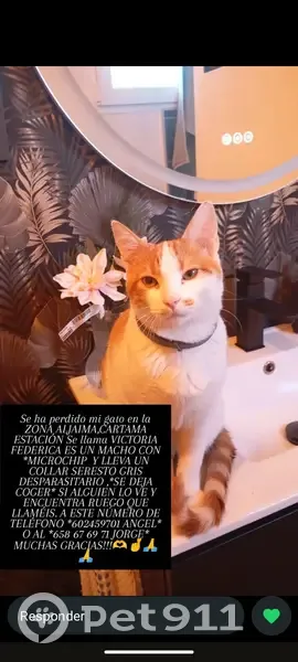 Gato perdido Macho, Alhaurin el Grande (sl495304) - photo