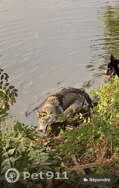 Chien perdu, Rennes, Bretagne - husky femelle - photo