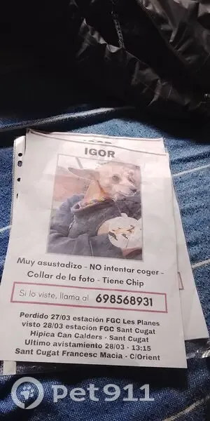 Perro perdido Macho, Sant Cugat del Valles (sl495305) - photo