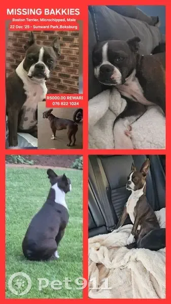 Lost male dog, Boksburg, Gauteng - big ears and distinctive markings - photo