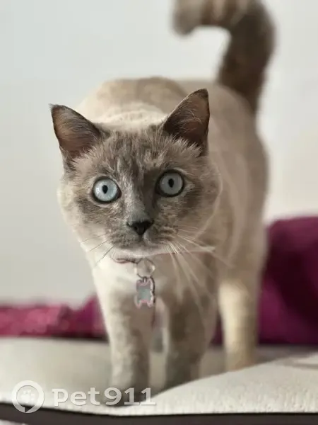 Perdido gato hembra, Avenida Fernando Salazar González, San Miguel de Abona - siamesa con collar rosa - photo