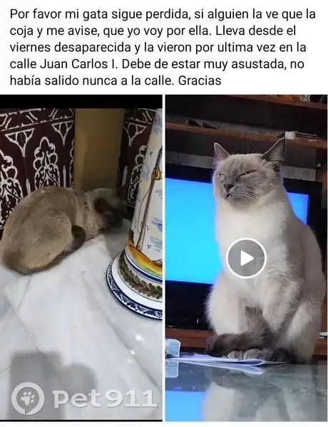 Perdido gato hembra, Calle San Fermín, Olivares, Camas - siamesa de 3 años - photo