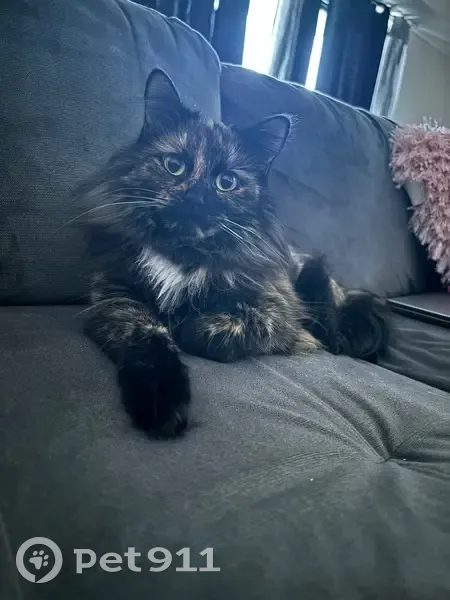 Lost female cat, Lakeshore Boulevard, Euclid - long-haired tortoiseshell - photo