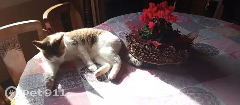 Chat perdu, Nonac, Nersac - Houpette tricolore - photo