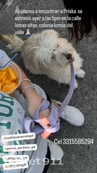 Perdido perro hembra, Zapopan - talla mediana, color hueso - photo