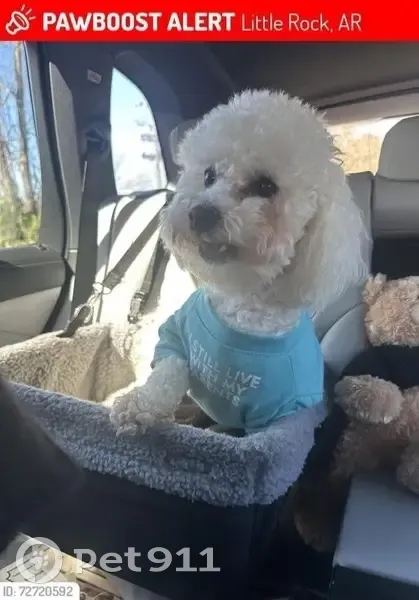 Lost male dog, Wooddale Drive, 3939, Little Rock - white bichon frise - photo