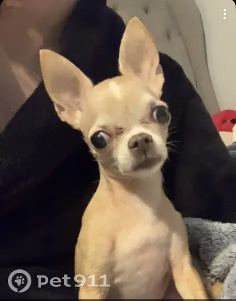 Lost female dog, Fulton Street, Wausau - fawn color Chihuahua - photo