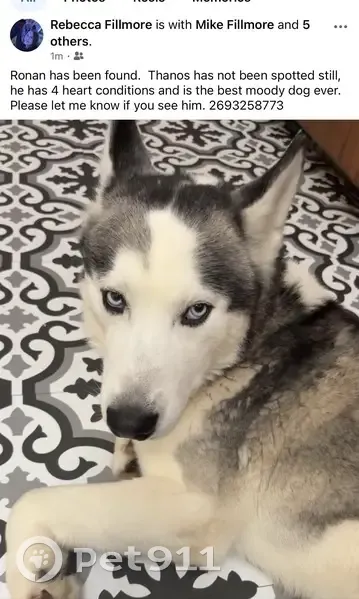 Lost male dog, Susan Drive, 1338, St. Joseph, Orlando - husky with blue/green collar - photo