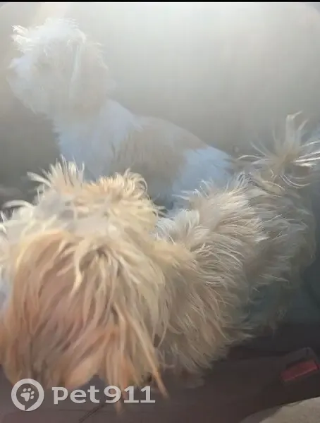 Lost female dog, Oklahoma City - small, brown and white with spots - photo