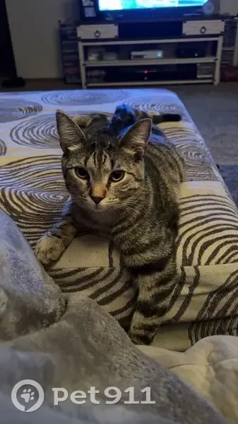 Lost female cat, Stark Drive, Mount Vernon - brown tabby, fixed and chipped - photo