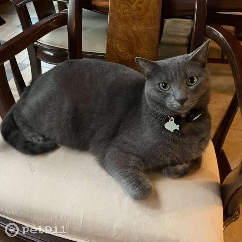 Lost male cat, Cherokee Bluff Drive, Knoxville - gray, microchipped - photo