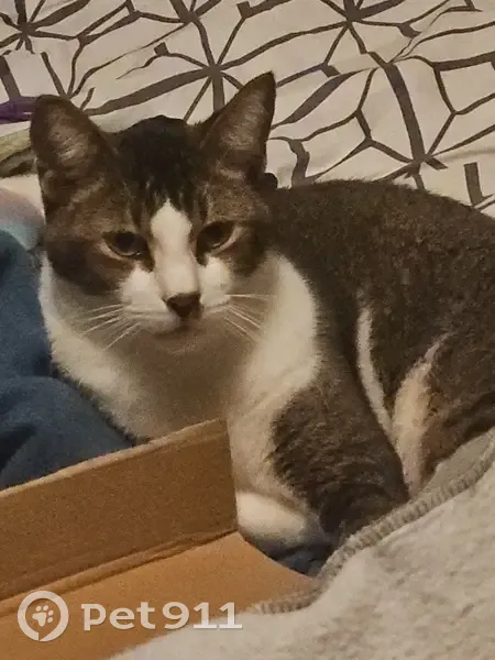 Lost male cat, Hearthstone Trail, Vilonia - vocal and friendly - photo