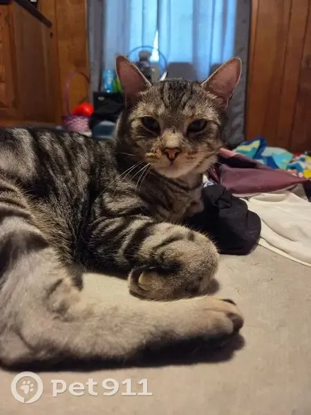 Lost male cat, Galant Drive, Warwick - black, grey, and off white - photo