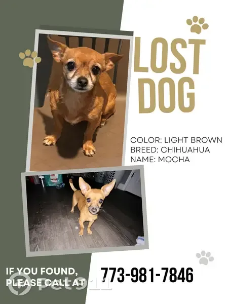 Lost Female Dog, West Cermak Road, Chicago - Brown Chihuahua - photo