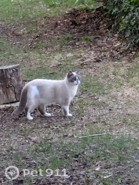 Chat perdu, Résidence de Ti-ar-C'hoad, Pleuven - chatte blanche avec taches - photo