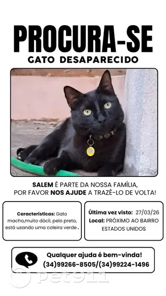 Gato desaparecido Macho (brl002560) - photo