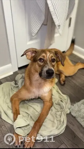 Lost female dog, Craig Lane, Buchanan - red coat with Shepard style markings - photo