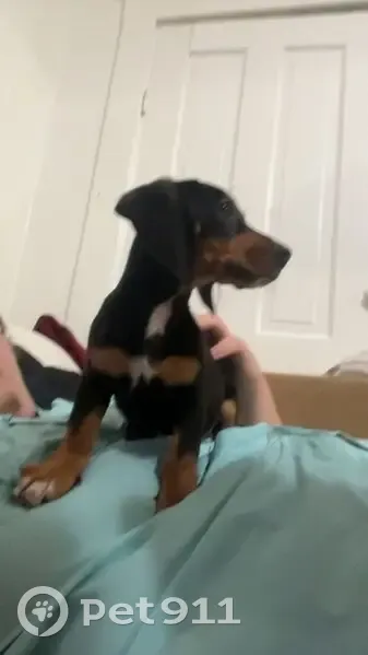 Missing dog Female, Knoxville (usl533852) - photo