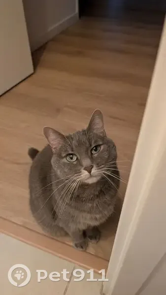 Chat perdu, Allée Madeleine Brès, Villejuif - femelle dodue grise - photo