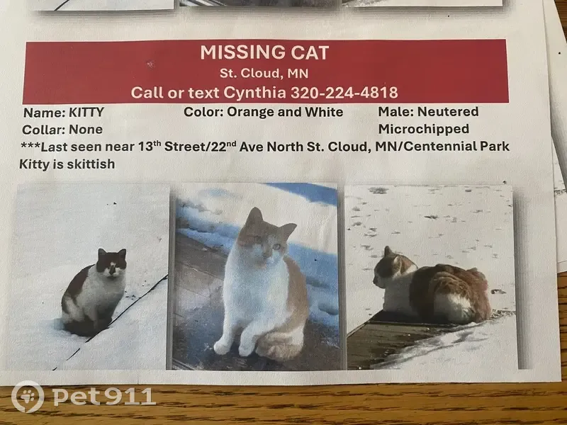 Lost male cat, 13th Avenue North, St. Cloud - orange and white, skittish - photo
