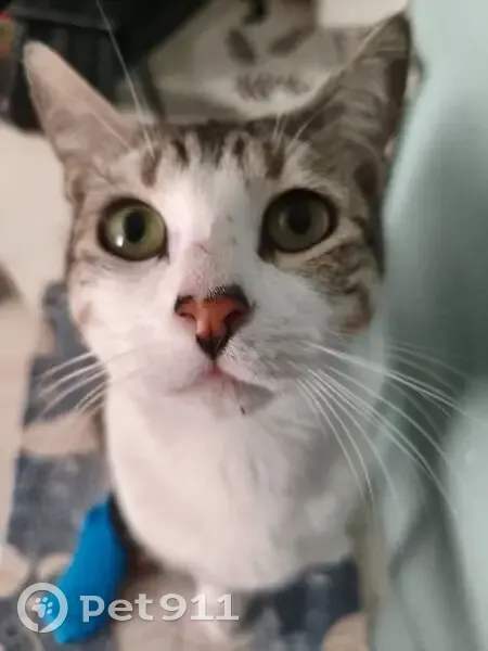 Perdido gato masculino, Circuito Campiña, 134, Celaya - cicatriz en la nariz - photo