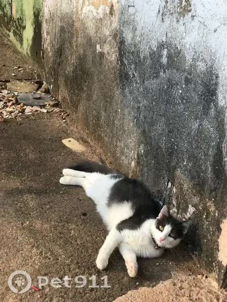 Gato desaparecido Fêmea (brl002561) - photo