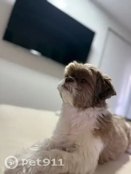 Cachorro perdido Macho (brl002562) - photo