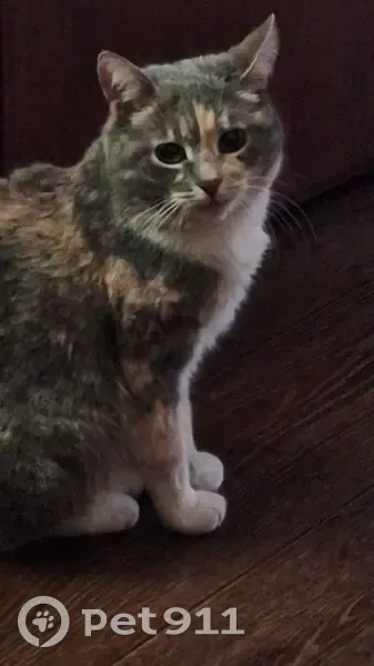 Зникла кішка, Ташкентська вулиця, Київ — порване праве вушко - photo