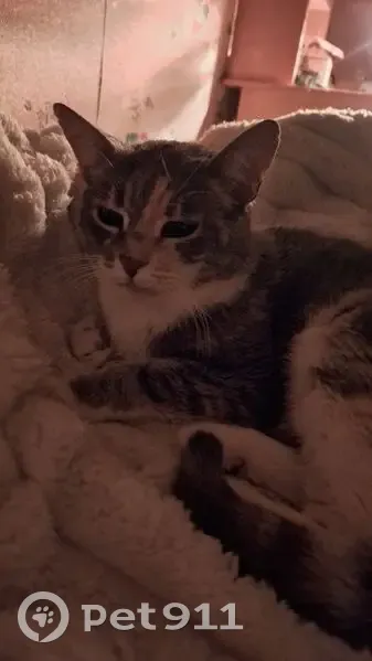 Зникла кішка, Ташкентська вулиця, Київ - порване праве вушко - photo