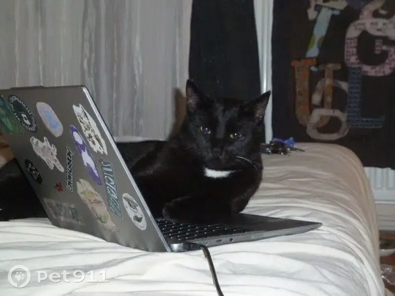 Зник кіт, чоловічий, вулиця Шевченка, 34, Івано-Франківськ - чорний з білою грудкою - photo