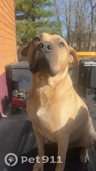 Lost male dog, Chesapeake, Missouri - tan mixed breed - photo