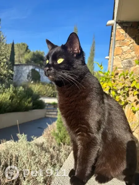 Chat perdu, Impasse Jean de Florette, Auriol - chat noir, yeux jaunes - photo