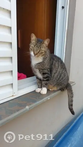 Gato desaparecido Macho (brl002563) - photo