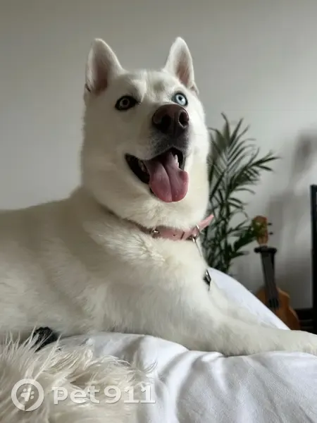 Lost female dog, Watson Street, Newcastle - medium size, fully white husky - photo