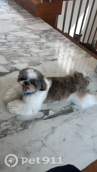 Perdido perro masculino, Dublín Oriente, 100, San Pedro Garza García - shitzu chiquito - photo