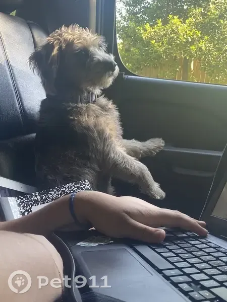 Lost female dog, Allentown Road, Fort Washington - Grey (Merle), friendly - photo