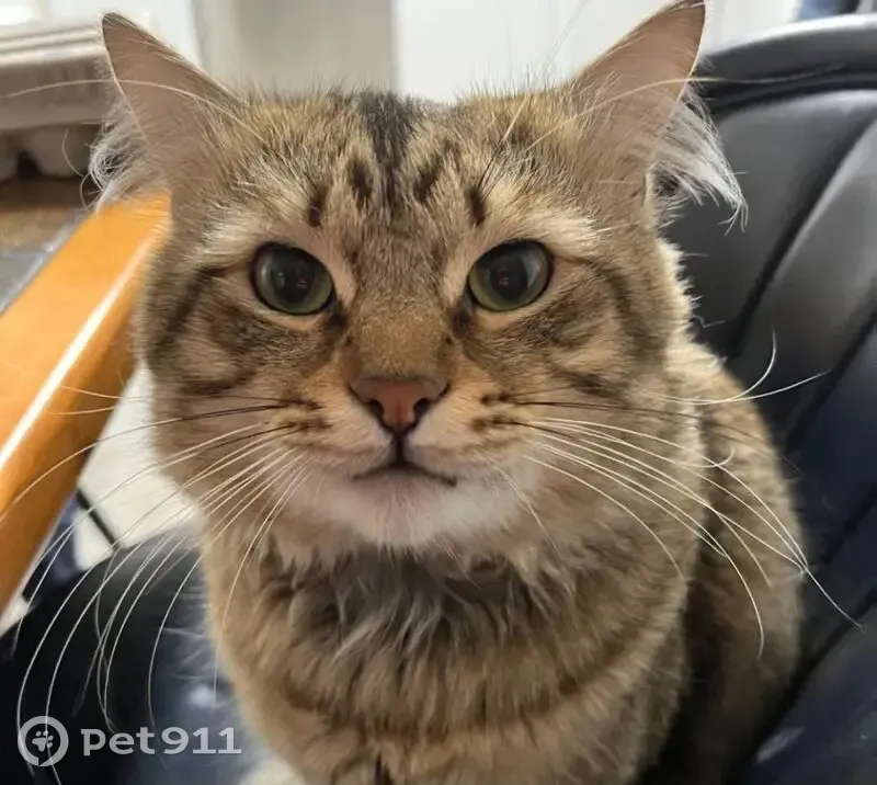 Lost male cat, Valley Avenue, Sumner - 4-year-old Maine Coon mix - photo