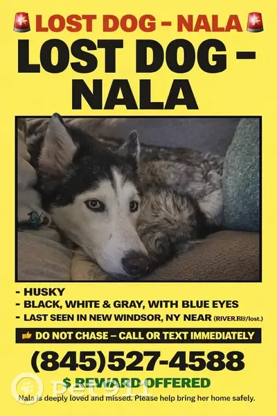 Lost female dog with lime green collar, Balmoral Circle, 514, New Windsor, East Syracuse - photo