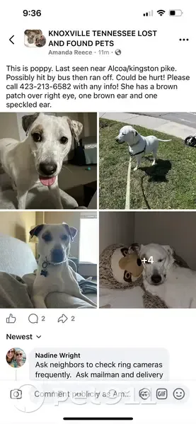 Missing dog Female, Knoxville (usl533878) - photo